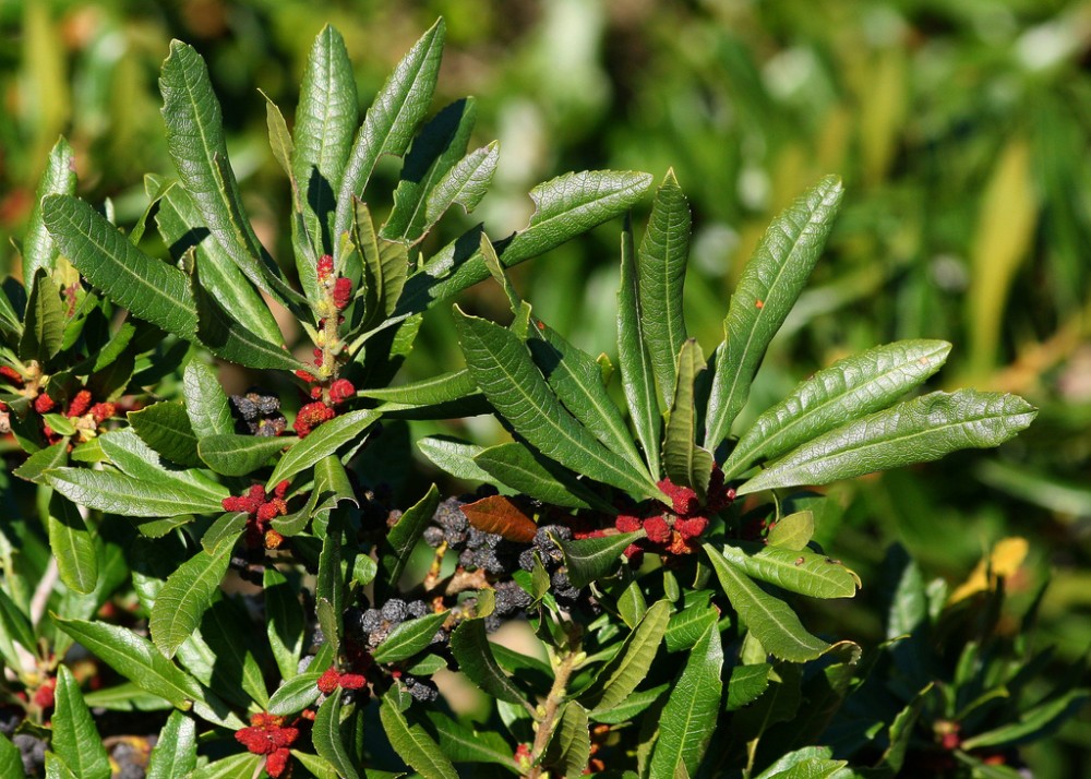 wax_myrtle5
